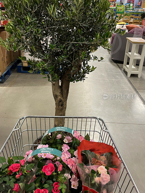 花园中心的购物手推车上装满了精选的开花植物，零售手推车上有玫瑰和橄榄树(Olea europaea)被推在商店周围，提升视野，重点放在前景